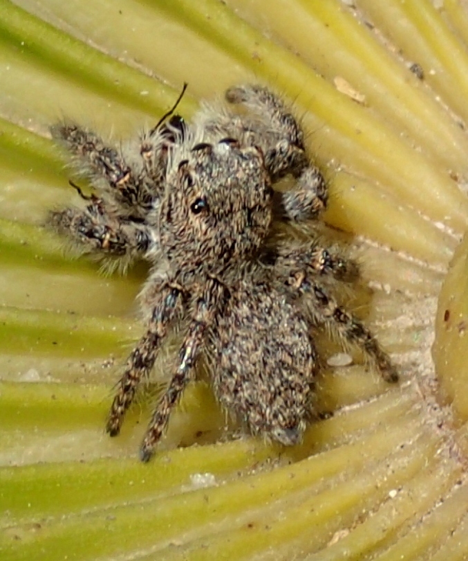 Philaeus chrysops con preda - Treviso